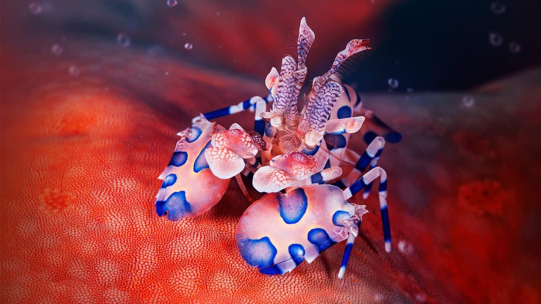 A harlequin shrimp with blue-spotted white limbs sits on a red starfish with a textured surface, against a dark red, blurred underwater background. No visible text, logo, or UI.