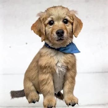 The image features a small, tan-colored puppy with a blue bandana around its neck. The puppy is sitting on a white surface, possibly a wall or floor, and is looking directly at the camera. Its fur appears slightly damp or wet. The puppy's front paws are visible, and it has a small, dark nose. The background is a plain