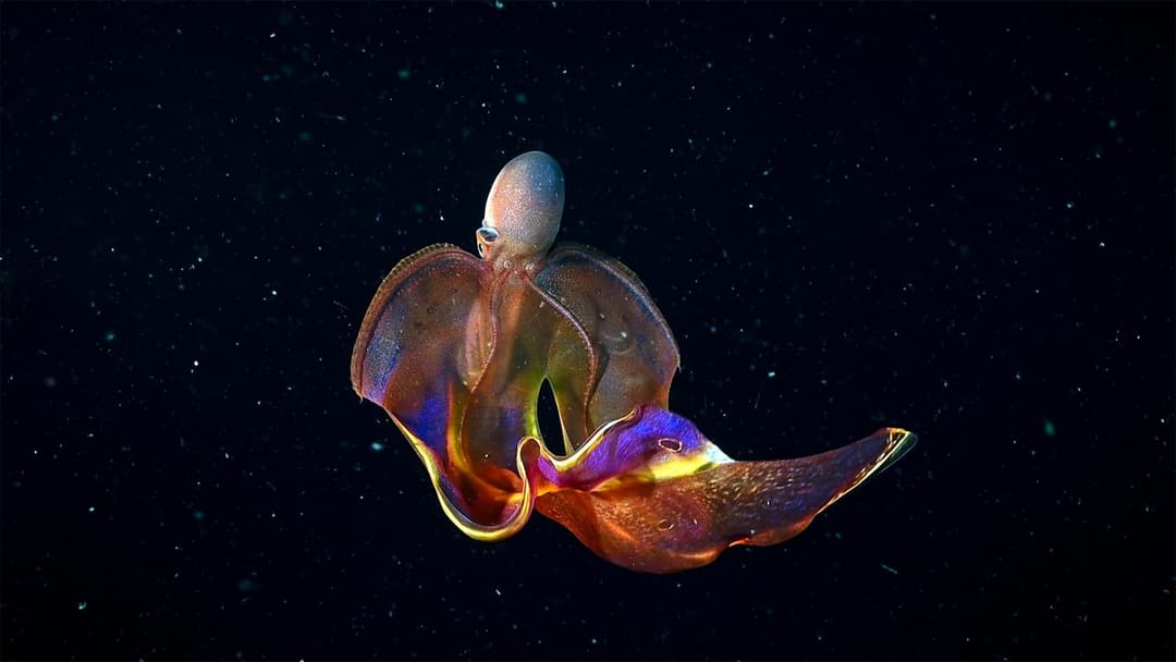 A small pelagic octopus with a pale head and webbed, orange-and-purple iridescent arm membranes floats against a black background dotted with particles. No visible text or branding.