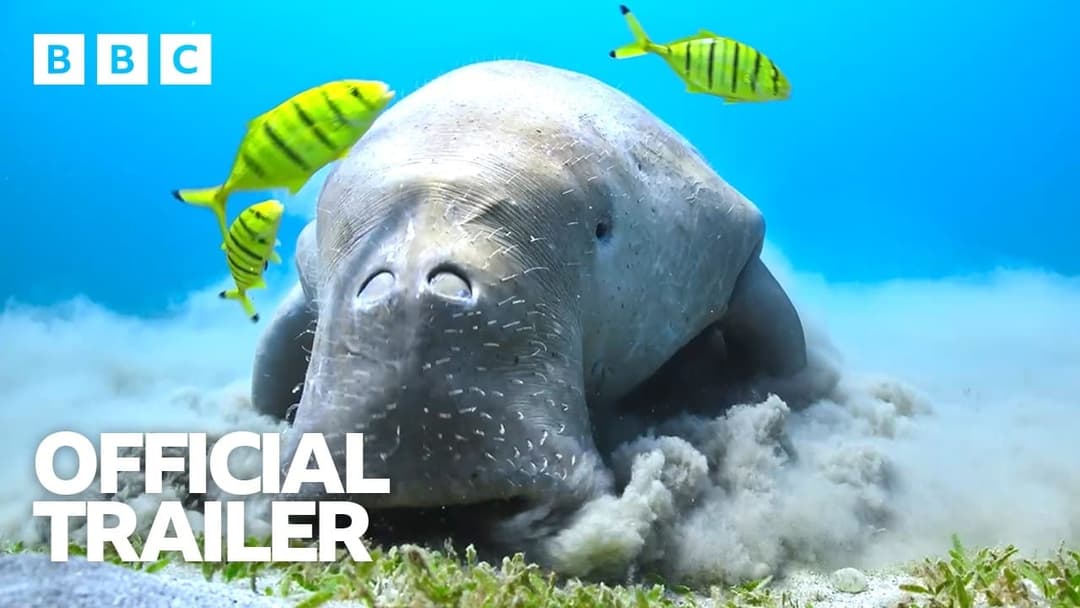 A dugong grazes on a sandy seabed with seagrass in the foreground, while two yellow-and-black striped fish swim nearby in clear blue water. The white BBC logo is in the top left, and the words "OFFICIAL TRAILER" are in the lower left.