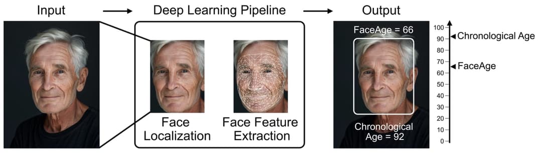 The image presents a deep learning pipeline, a sequence of steps that guide the model from input to output. The pipeline starts with an input image of an older man with gray hair and a neutral expression. The image is then processed through a convolutional neural network (CNN) layer, followed by a pooling layer, and fi