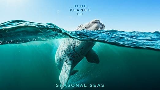 The image depicts a gray seal with black spots swimming in the ocean. The seal is positioned centrally in the frame, with its head and body oriented towards the right side of the image. The water surrounding the seal is a deep blue, with a lighter blue area near the surface. The background is a clear blue sky. The imag