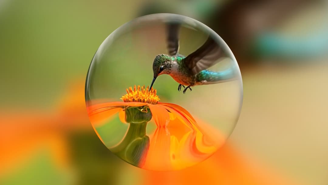 A hummingbird with vibrant green and blue feathers is captured in mid-flight, hovering near a bright orange flower. The hummingbird's long, slender beak is pointed towards the flower, suggesting it is about to feed. The flower, with its bright orange petals, is the main focus of the image, which is framed within a tran