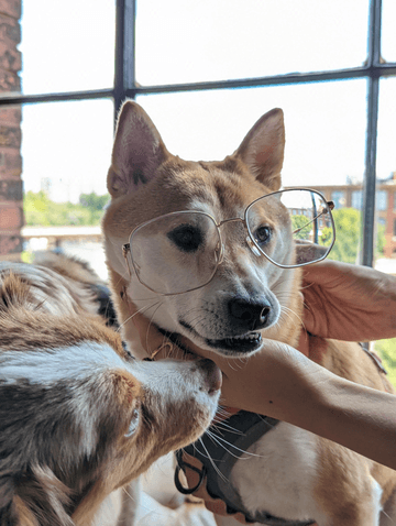 A Shiba Inu dog, with a light brown coat and white markings on its chest and muzzle, is the central focus of the image. The dog is wearing a black harness and is being held by a person's hand, which is visible in the bottom right corner of the image. The dog is wearing a pair of glasses, which are held in place by the