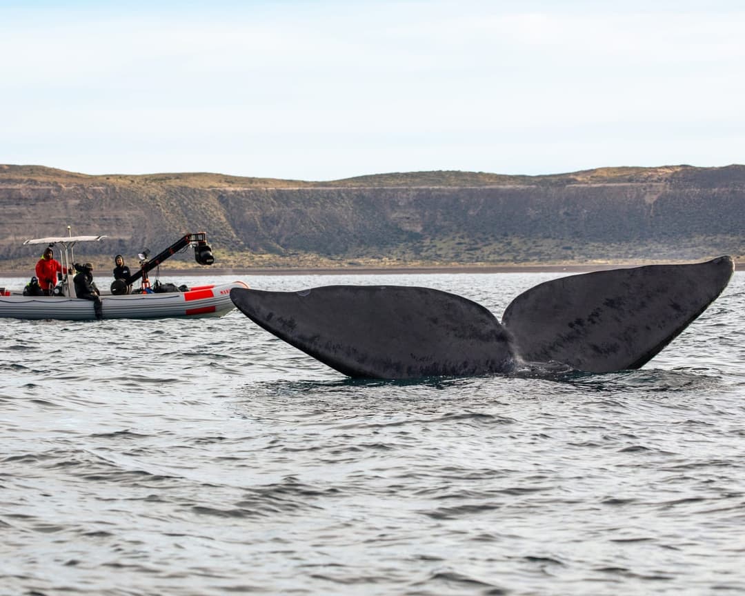 The image captures a majestic blue whale with its tail fin visible in the water. The whale's tail fin is dark gray and appears to be slightly wet. In the background, a small white boat with a red stripe is visible, carrying a group of people who appear to be photographers or videographers, equipped with cameras and oth